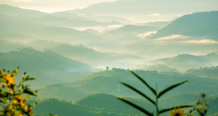 De klinische doeltreffendheid en veiligheid van Tulsi bij mensen