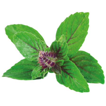 Tulsi